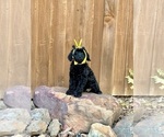 Small Photo #49 Goldendoodle (Miniature) Puppy For Sale in HALTOM CITY, TX, USA