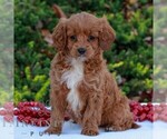 Small #1 Cavapoo (Miniature)