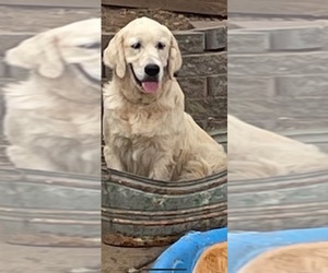 Mother of the English Cream Golden Retriever puppies born on 07/18/2025
