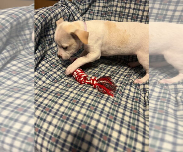 Medium Photo #2 Jack Russell Terrier-Unknown Mix Puppy For Sale in Aurora, IN, USA