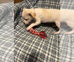 Small #1 Jack Russell Terrier Mix