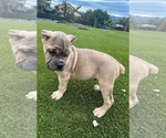 Small Photo #29 Cane Corso Puppy For Sale in OCEANSIDE, CA, USA