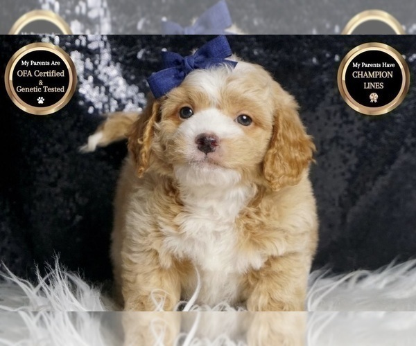 Medium Photo #78 Goldendoodle (Miniature) Puppy For Sale in WARSAW, IN, USA