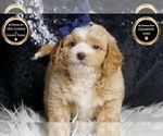 Small Photo #78 Goldendoodle (Miniature) Puppy For Sale in WARSAW, IN, USA