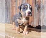 Small Photo #3 American Bully Puppy For Sale in PHOENIX, AZ, USA