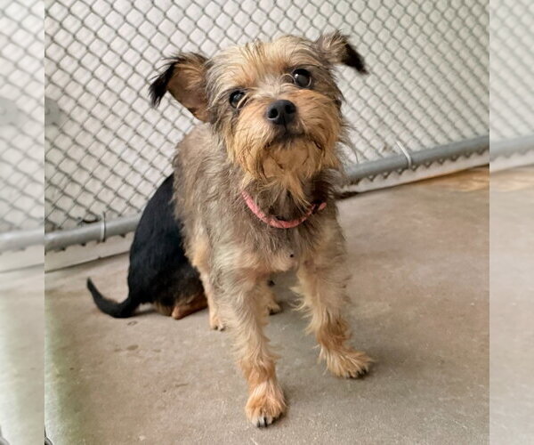 Medium Photo #2 Mutt Puppy For Sale in Lawrenceville, NJ, USA