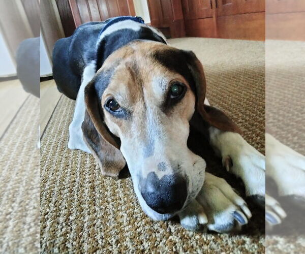 Medium Photo #12 Treeing Walker Coonhound-Unknown Mix Puppy For Sale in Greenbelt, MD, USA