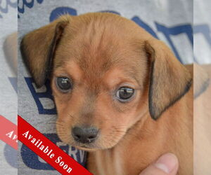 Italian Greyhuahua Dogs for adoption in Huntley, IL, USA