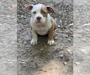 American Bully Puppy for sale in KNIGHTDALE, NC, USA