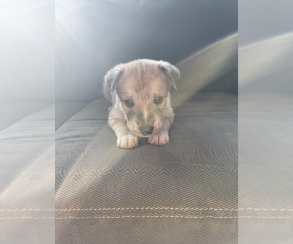 Medium Photo #1 American Pit Bull Terrier-Siberian Husky Mix Puppy For Sale in BEDFORD, NH, USA