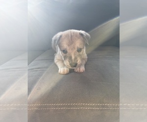 Medium American Pit Bull Terrier-Siberian Husky Mix