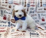 Tofu - Male Poodle (Miniature) Puppy for Sale - Photo #5