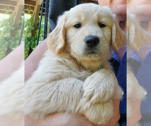 Golden Retriever Puppy for sale in GRANTS PASS, OR, USA