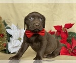 Small Photo #1 Labrador Retriever Puppy For Sale in LANCASTER, PA, USA