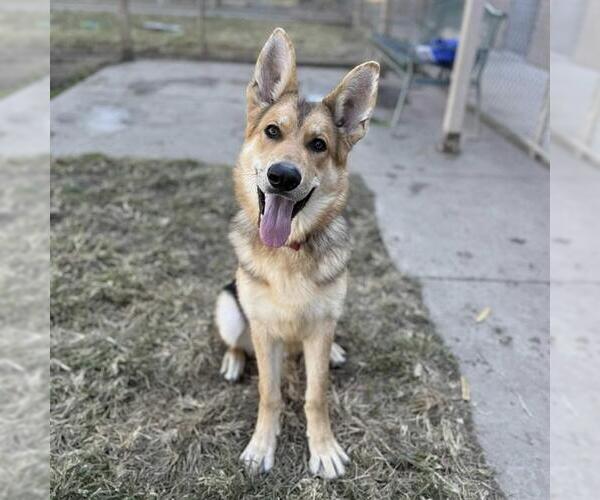 Medium Photo #2 German Shepherd Dog Puppy For Sale in Modesto, CA, USA