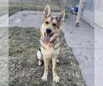 Small Photo #2 German Shepherd Dog Puppy For Sale in Modesto, CA, USA