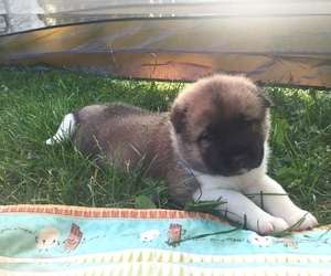 Akita Puppy for sale in MONROE, MI, USA