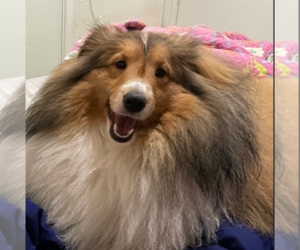 Father of the Shetland Sheepdog puppies born on 04/20/2025