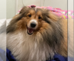 Small Photo #1 Shetland Sheepdog Puppy For Sale in DALLAS, TX, USA