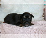 Small Photo #2 Miniature Australian Shepherd Puppy For Sale in MARYSVILLE, IN, USA