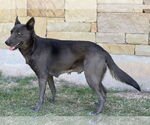 Small #4 Mutt
