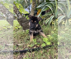 German Shepherd Dog Puppy for sale in MIAMI, FL, USA