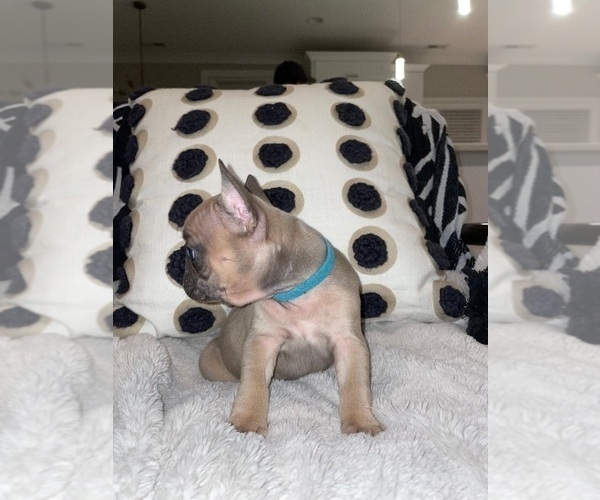 Medium Photo #5 French Bulldog Puppy For Sale in BELMONT, NC, USA