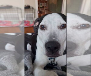 Jam - Female Mutt Dog for Adoption - Photo #6