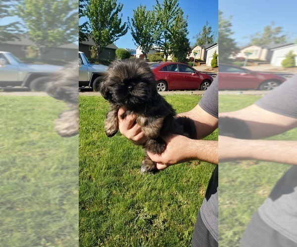 Medium Photo #2 Shih Tzu Puppy For Sale in SALEM, OR, USA