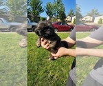 Small Photo #2 Shih Tzu Puppy For Sale in SALEM, OR, USA