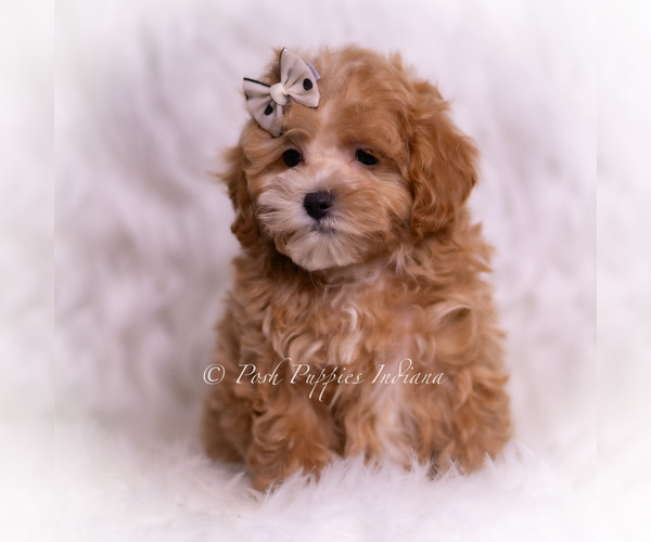 Medium Photo #89 Maltipoo (Toy) Puppy For Sale in WARSAW, IN, USA