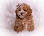 Small #5 Maltipoo (Toy)