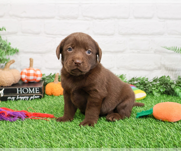 Medium Photo #2 Labrador Retriever Puppy For Sale in SYRACUSE, IN, USA