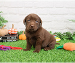 Small #1 Labrador Retriever