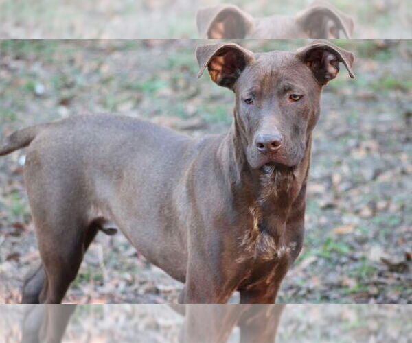 Medium Photo #7 German Shorthaired Lab Puppy For Sale in Ocean Springs, MS, USA