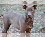 Small #6 German Shorthaired Lab
