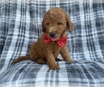 Small #5 Goldendoodle (Miniature)