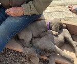 Small Photo #3 Labrador Retriever Puppy For Sale in FLAGLER, CO, USA
