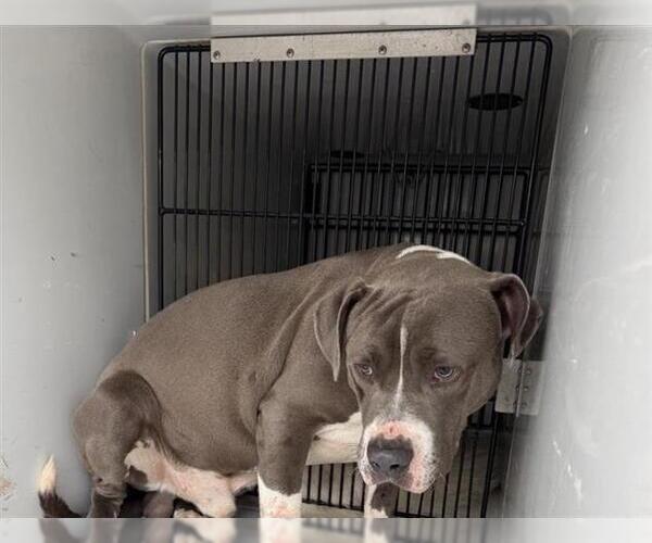 Medium Photo #1 Staffordshire Bull Terrier Puppy For Sale in Houston, TX, USA