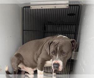 Staffordshire Bull Terrier Dogs for adoption in Houston, TX, USA