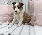 Small Photo #4 Shetland Sheepdog Puppy For Sale in SUGARCREEK, OH, USA
