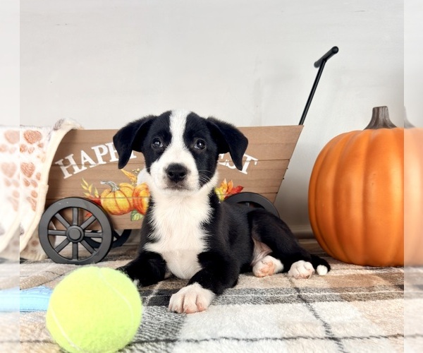 Medium Photo #3 Border Collie Puppy For Sale in GREENFIELD, IN, USA