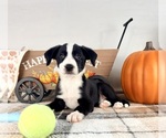 Small #2 Border Collie
