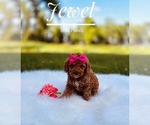 Small #2 Poodle (Miniature)