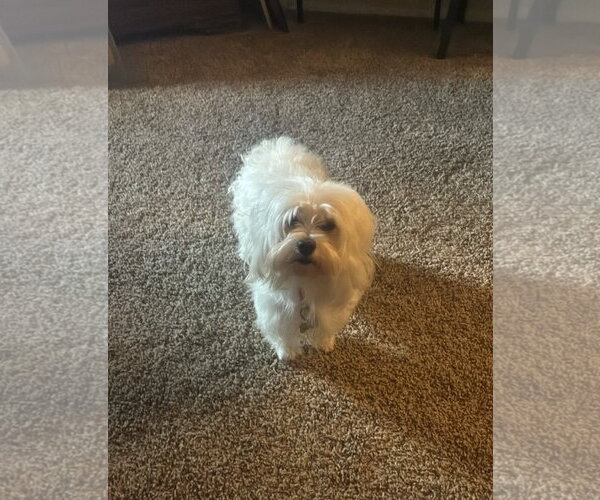 Medium Photo #1 Maltese-Unknown Mix Puppy For Sale in Grafton, WI, USA