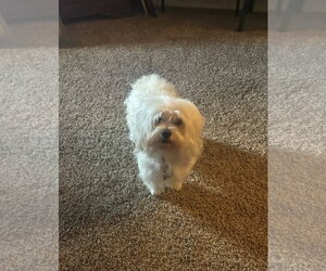 Maltese-Unknown Mix Dogs for adoption in Grafton, WI, USA