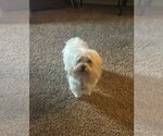 Small Maltese Mix