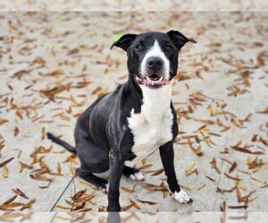 Great Dane-Labrador Retriever Mix Dogs for adoption in Charlotte, NC, USA
