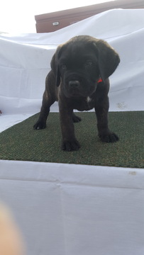 Medium Photo #1 Cane Corso Puppy For Sale in FOUNTAIN RUN, KY, USA