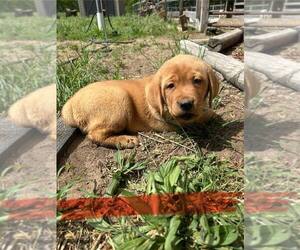 Labrador Retriever Puppy for sale in DONNELLSON, IA, USA